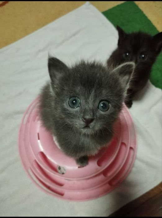 Продаются котята