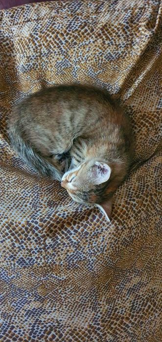 Красивый котёнок