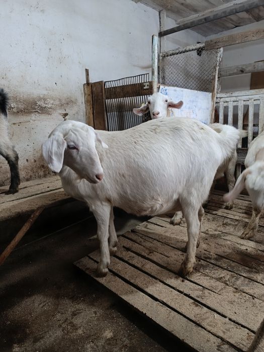 Покрытые высокоудойные козочки