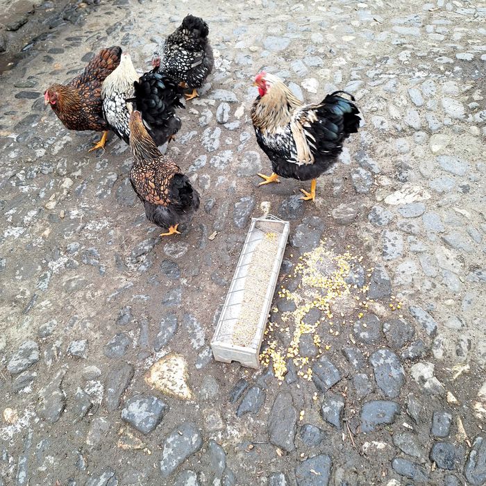 Ouă wyandotte de incubat