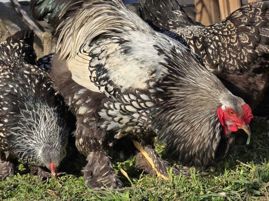 Продавам разплодни яйца от Сребърно кантирана барма (Silver Laced)