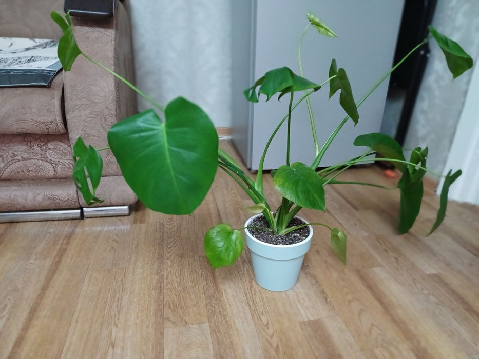 Монстера. Монстера