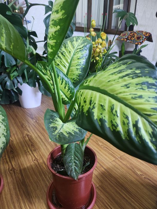 Диффенбахия 

растение с крупными декоративными