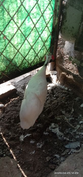 Продам самцов цесарки белых.