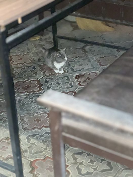 Котенок в самые любящие руки