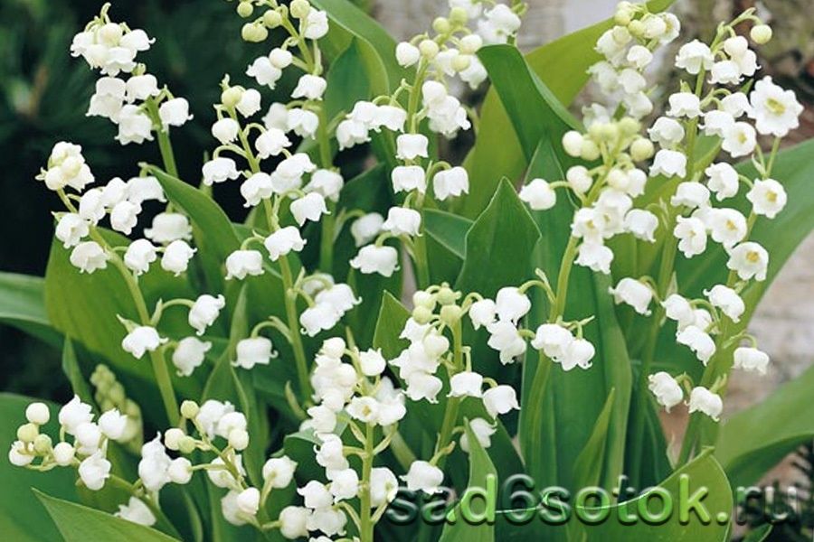 Продаю цветы ландыши