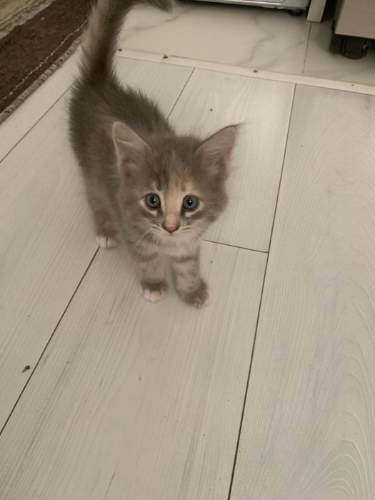 Отдам котят в хорошие руки