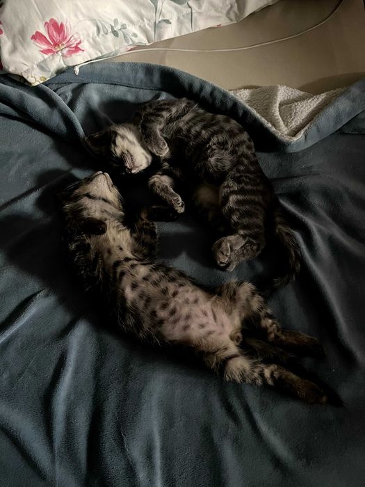 котята в любящую семью