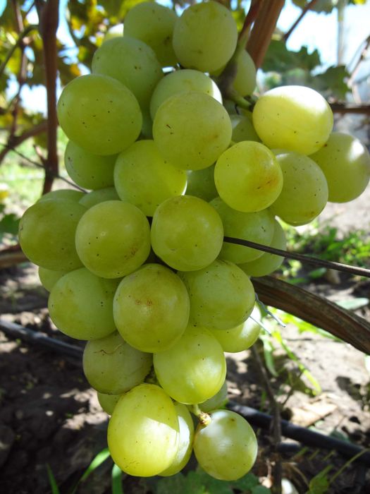 Butasi Vita De Vie Soiul Senator Alb