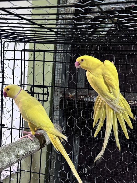 Pereche micul alexandru lutino