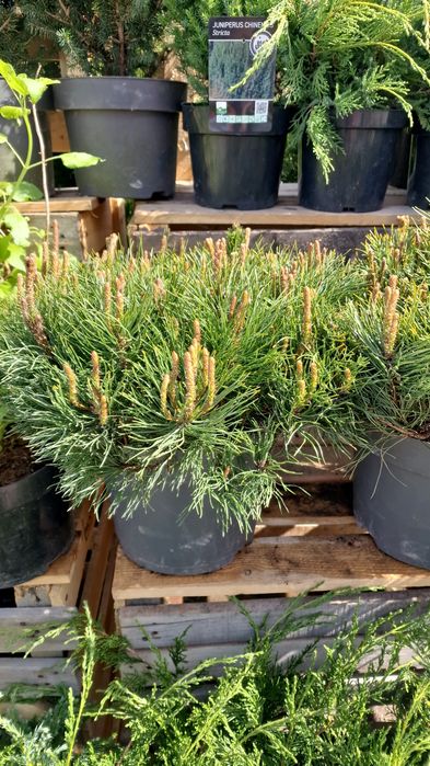 Туи ель сосна можевельник