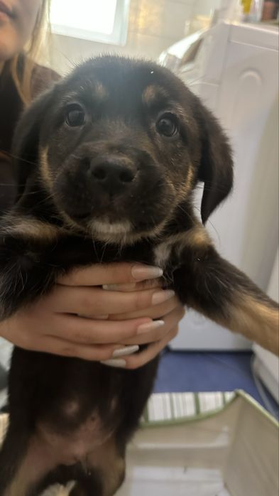 Donez Puii de cațel