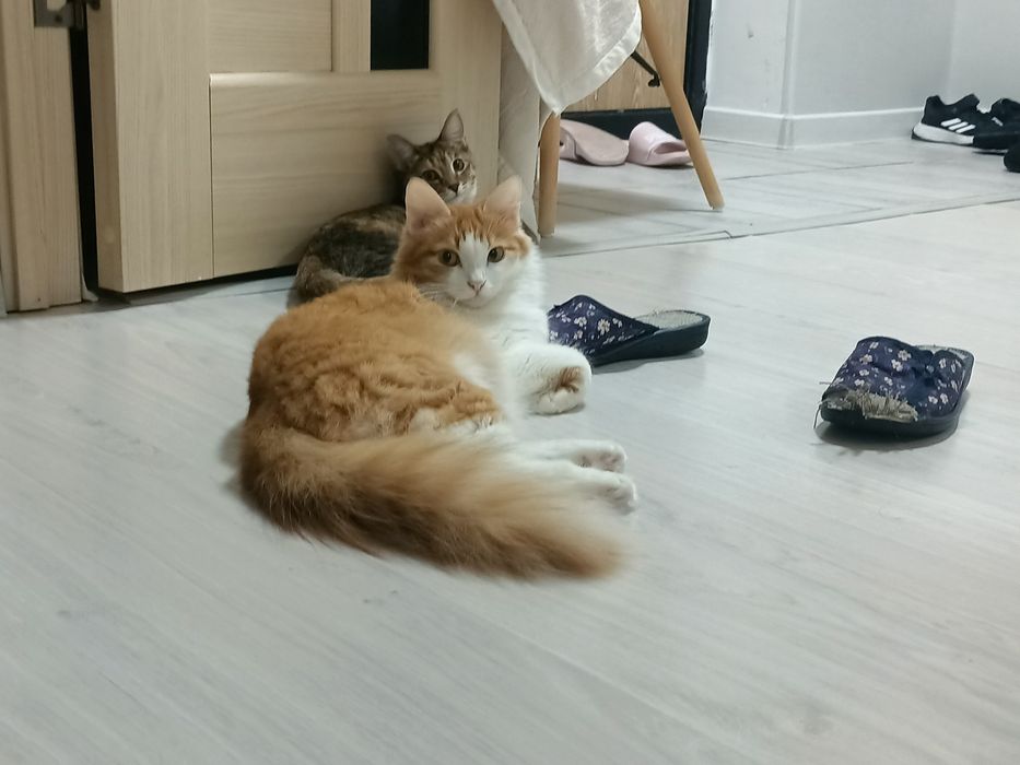 Отдам котенка девочка 5 месяцев