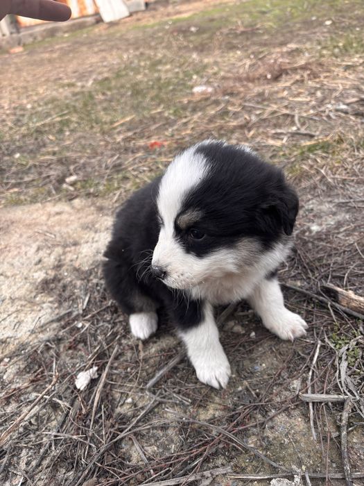 Отдам даром щенят