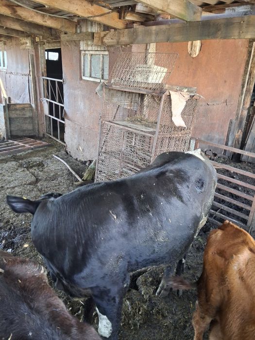 Продам телят подсосных