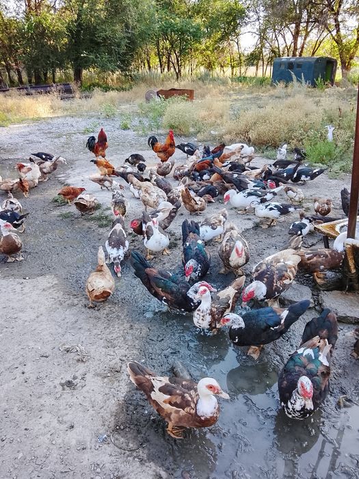 Срочно продам индоуток
