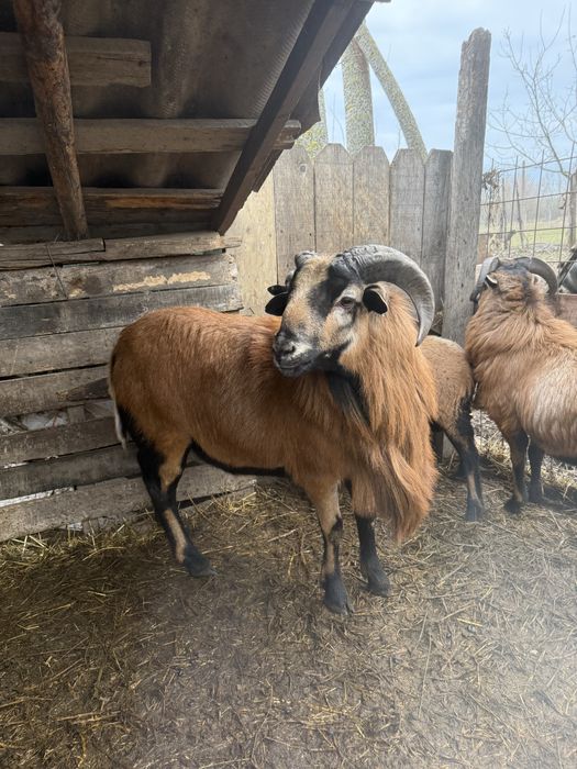 Vand berbec de camerun