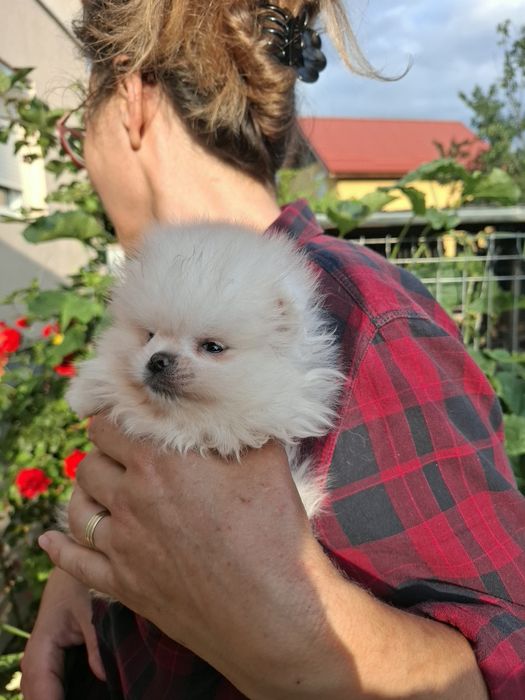Pomeranian pui mascul