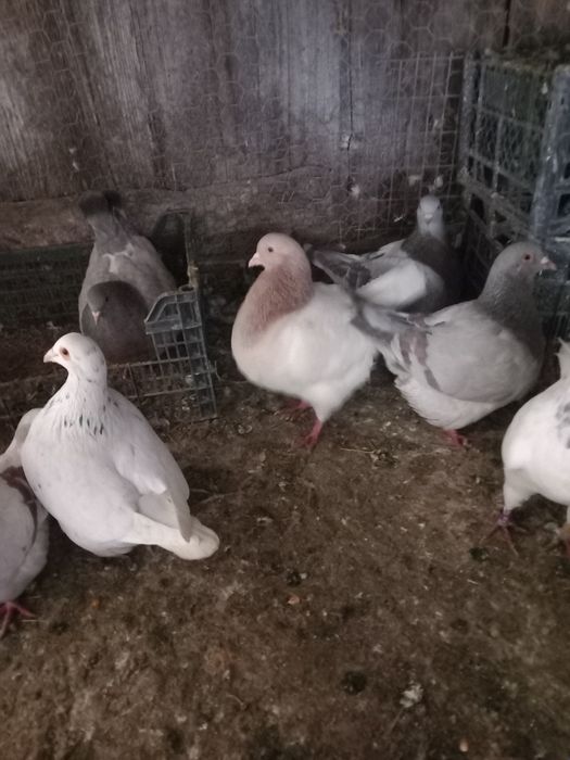 Porumbei texani disponibili