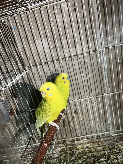 Papugaylar Sotiladi!!!