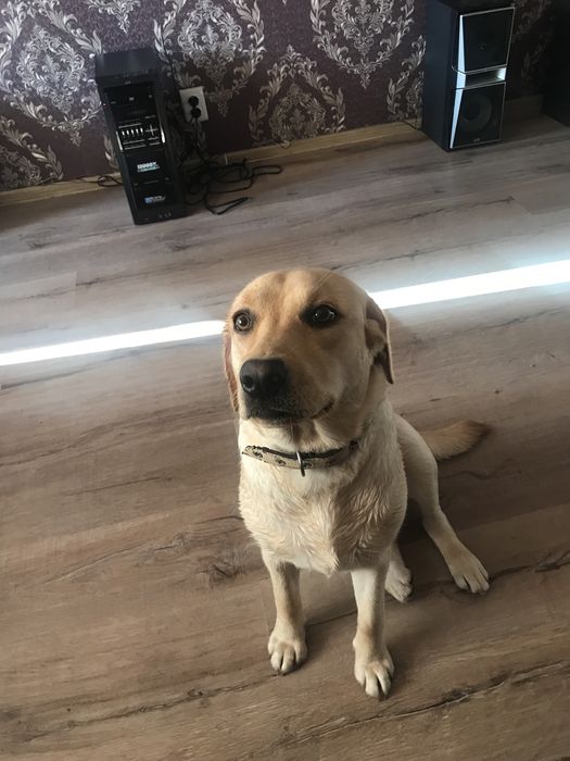 Лабродор для вязки