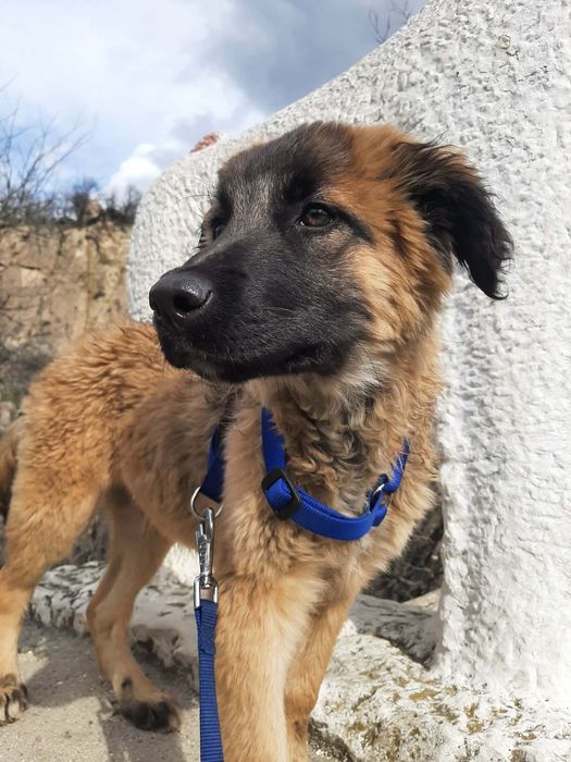 Мъжко кученце на 4-5 месеца търси спешно дом!