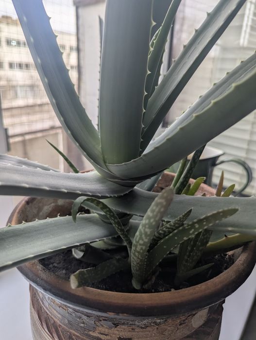 Алоэ Вера лечебный