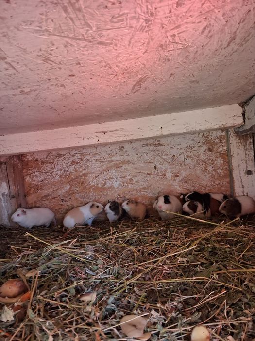 Vând porcușori de guineea