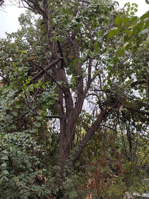 Отдам даром. Дерево урюка. Самовывоз самоспил