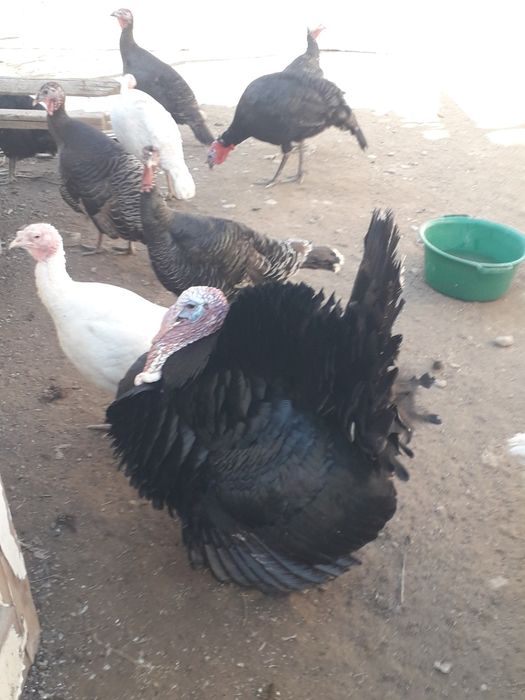 Индюки продаются