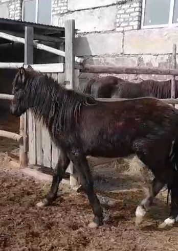 Құнан сатам немесе айырбастайм