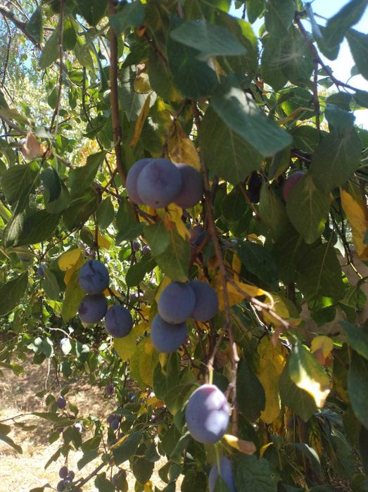 Prune de vanzare