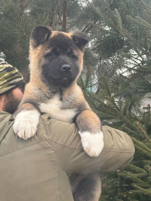 Щенки готовы к переезду