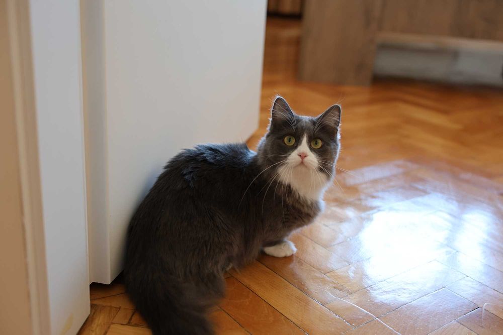 Munchkin cu pedigree