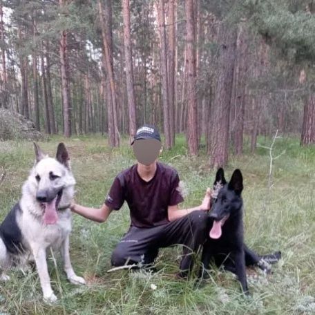 Продам щенка восточно европейской овчарки
