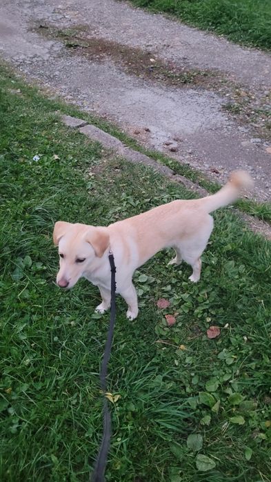 Luna isi cauta casuta ! Adoptie ! Sterilizata