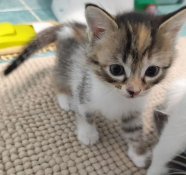 Котята от американской кольцехвостовой