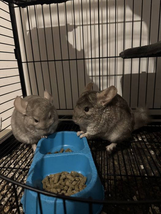 Chinchilla de vanzare