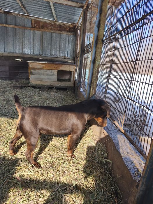 Вязка ягдерьер .