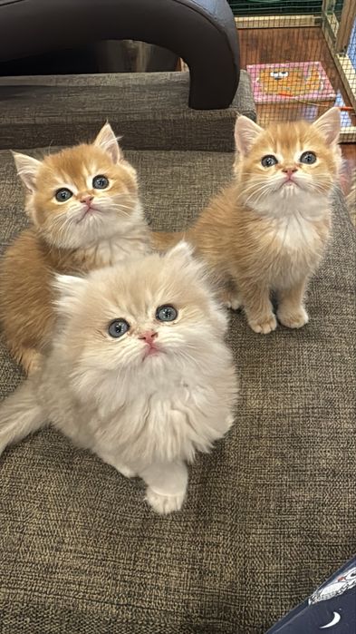 Котенок бри золотая шиншилла