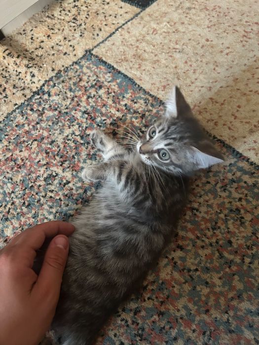 Отдам котят британцы