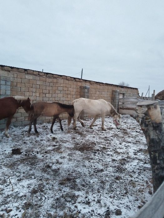 Бие сатылады тек өзі