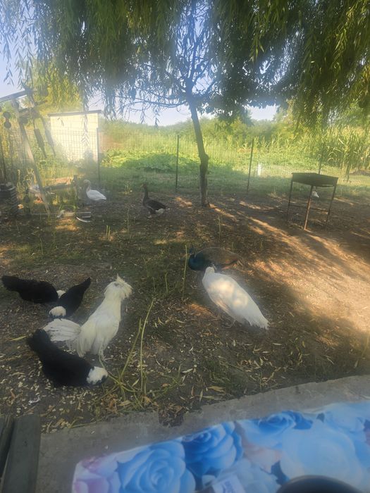 Găini olandeze motate