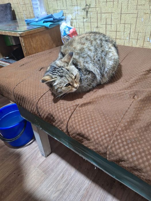 Кошечка ищет дом.