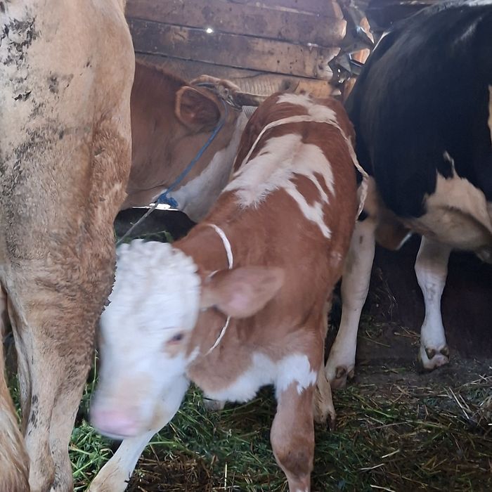 Vând o vițea de 2 luni