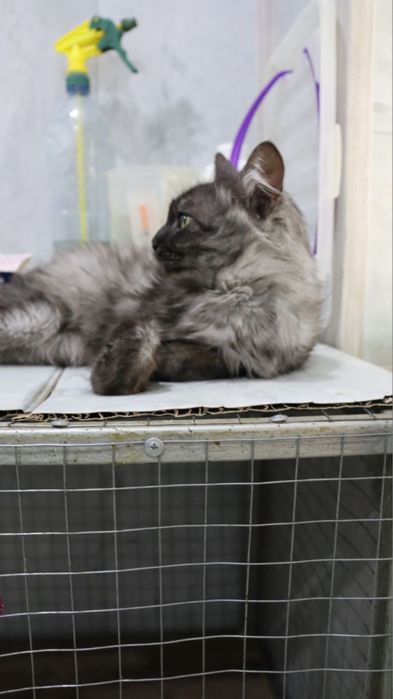 Маркиз ждёт тебя!