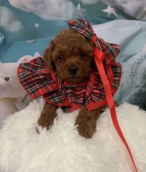 Пудел той Poodle toy Тийкъп с родословие