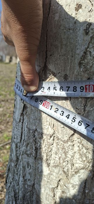 Терак сотилади. 200 дона