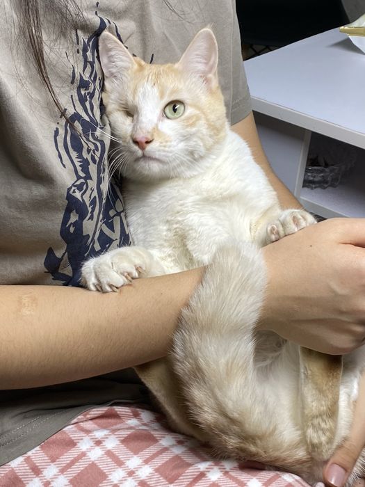 Отдам в добрые руки