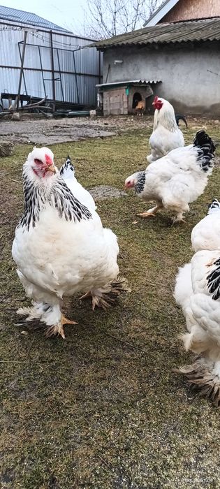 Ouă incubat Brahma HD și Albastru